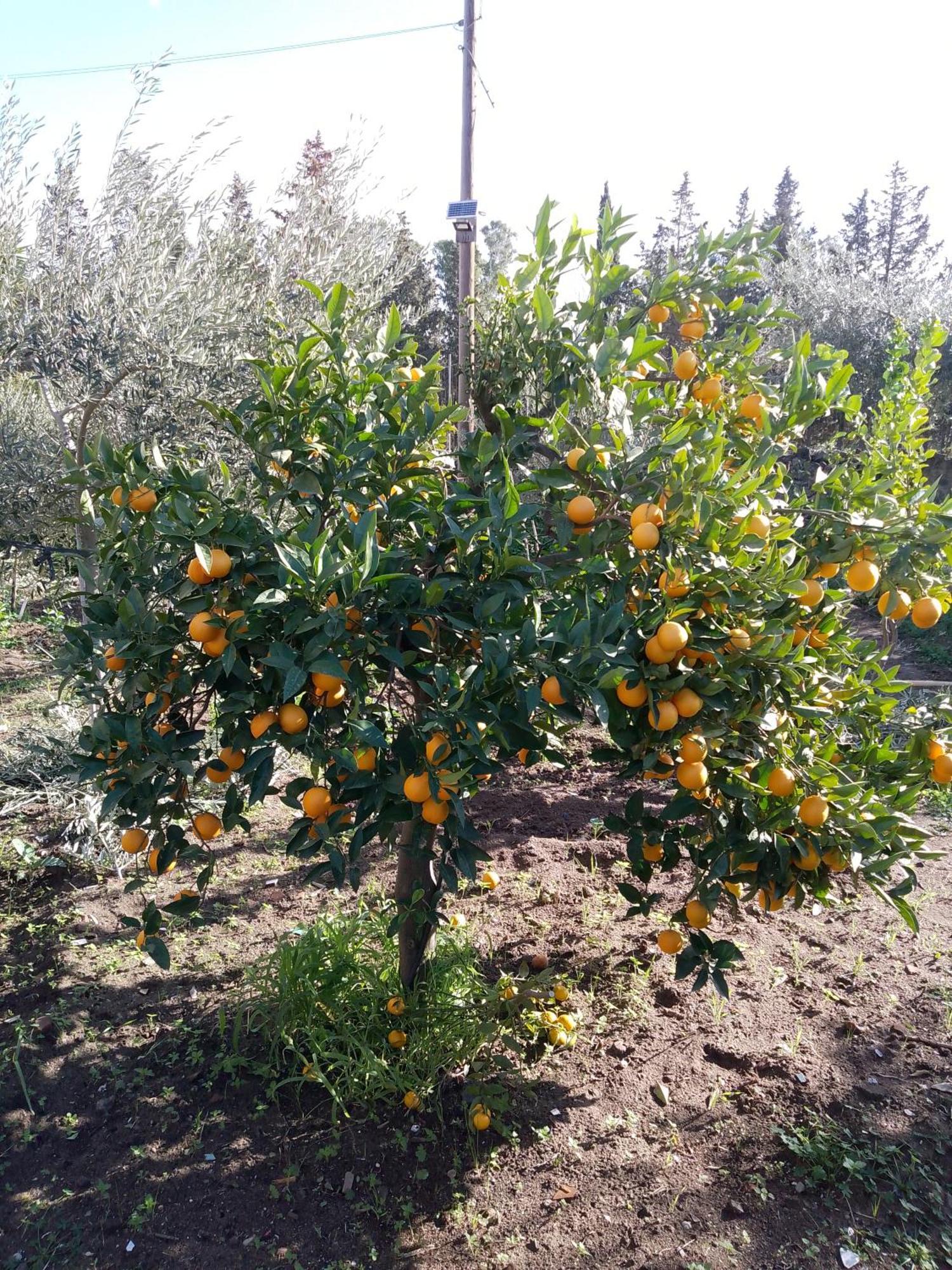 Le Casette Di Nonna Rosa In Fontanarossa Catania Airport Екстер'єр фото